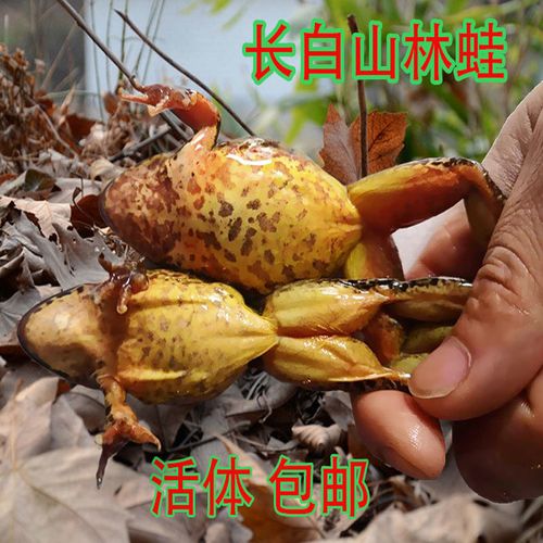 东北林蛙长白山雪蛤活体蛤蟆母豹子满油满籽母蛙48小时鲜活到货