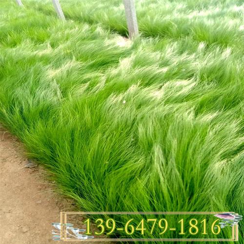 山东景观绿化观赏草 墨西哥羽毛草营养钵苗 细茎针茅草