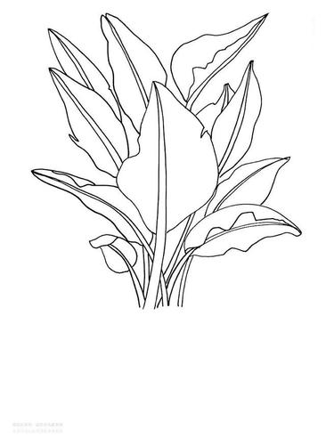 儿童画教程|线条与色彩的创意写生《网红植物"天堂鸟"》