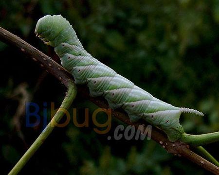 展开全部 霜天蛾 de 幼虫.
