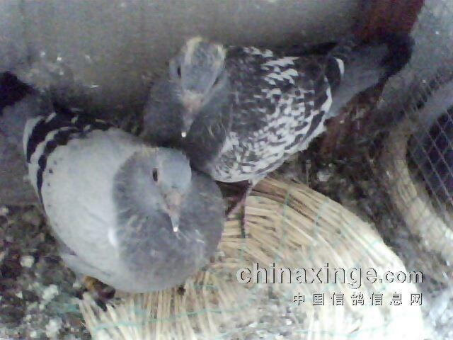 第二批的第一窝幼鸽出生第25天