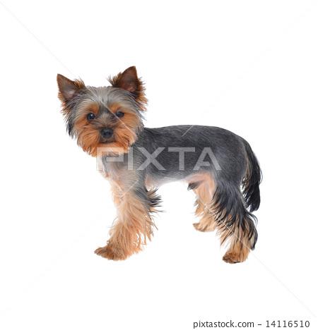 stock photo: portrait puppy yorkshire terrier see all