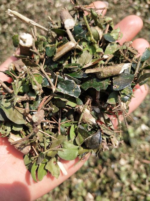 绣花针虎刺鸟不宿