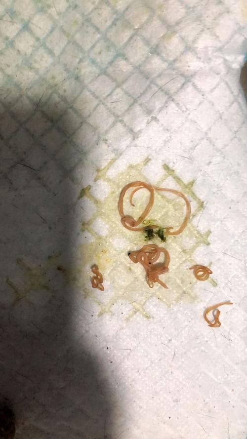 狗狗肚子里长寄生虫一般会有哪些症状?