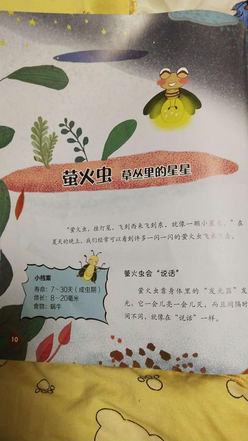 奇妙的昆虫世界(萤火虫)