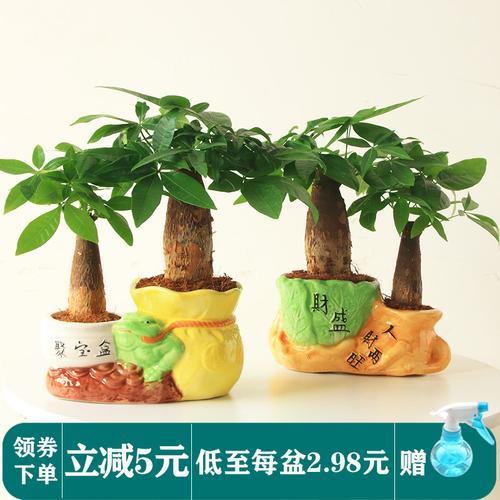 金钱树摇钱树室内客厅大绿植盆栽盆景花卉吸甲醛观叶招财植物包邮