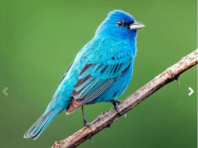 自然笔记丨早起的人类有鸟看