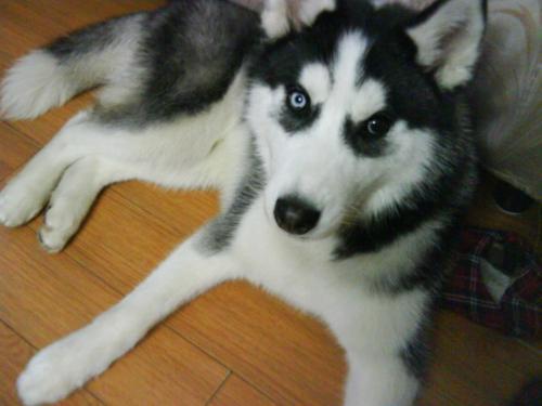 8个月哈士奇脸上腮毛什么时候长 感觉现在脸不是那么大 三把火和黑