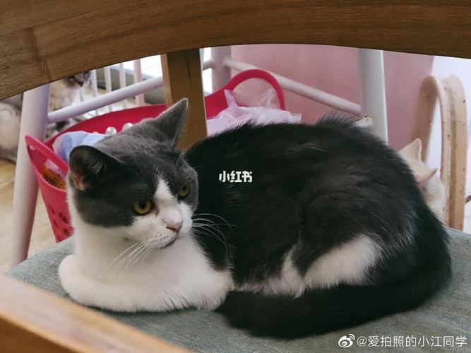 摄92:@爱拍照的小江同学 『猫有九条命唯有一颗心 鱼有一颗心唯有七