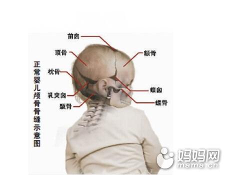头头是道看bb头部的发育规律