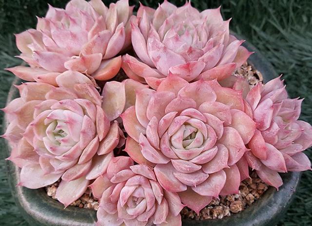 多肉昂斯诺最大能长多大