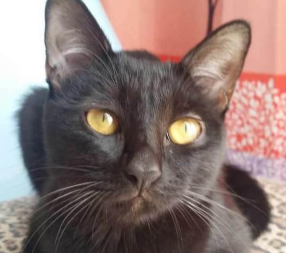 可爱黑猫玄猫求主人