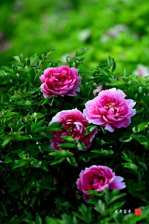 花开富贵