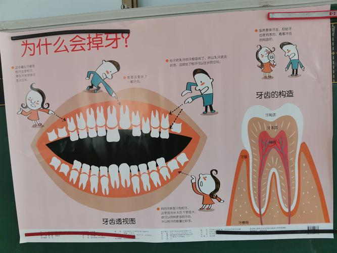 这是牙齿的透视图,可以看到牙齿的牙根和生长的情形,一起来看看吧!
