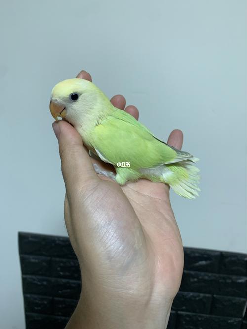 颜色饱和度完美_鹦鹉_牡丹_手养牡丹鹦鹉_宠物_宠物