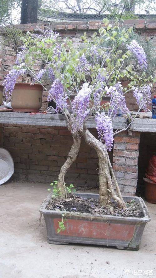 嫁接紫藤用什么做砧木?