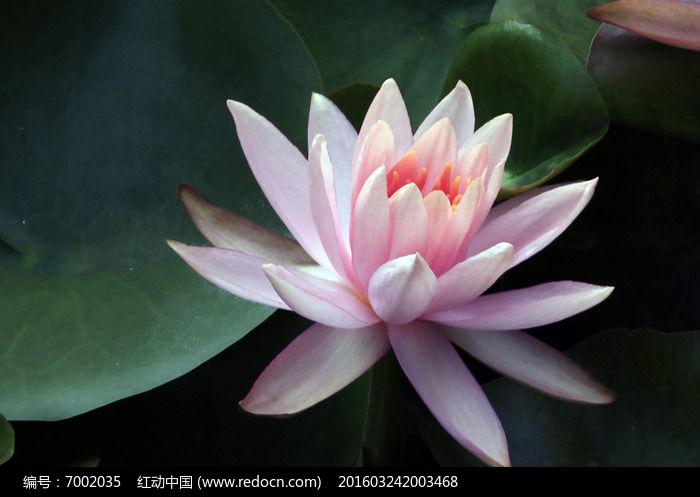 粉莲花