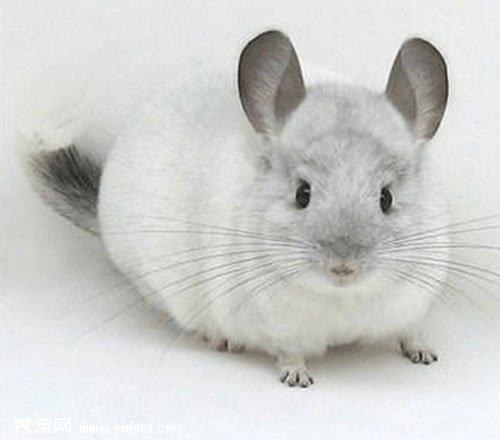 龙猫_小宠_宠物百科_秀宠网