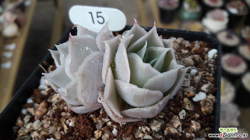 蓝丝绒 多肉植物