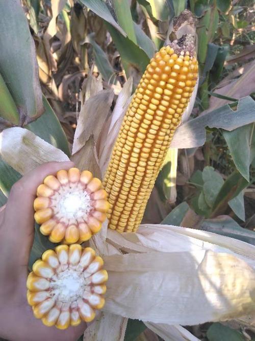 北京联创种业最新双国审红轴玉米明星品种-隆创310!耀世登场!