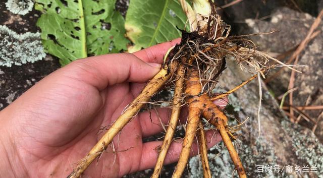 酸模又名土大黄农村人当野菜吃却不知它还是很好的药材