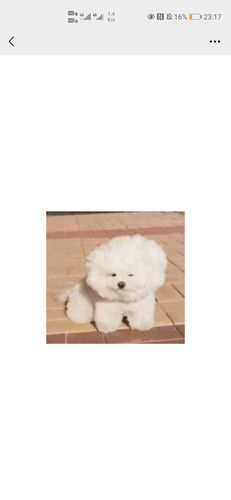 风中凌乱的狗勾表情包