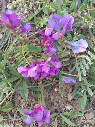 野花野草迷人眼