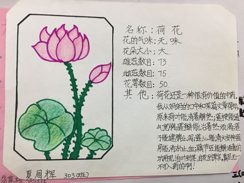 花的世界,美的海洋【小蜜蜂们的记录卡展示】