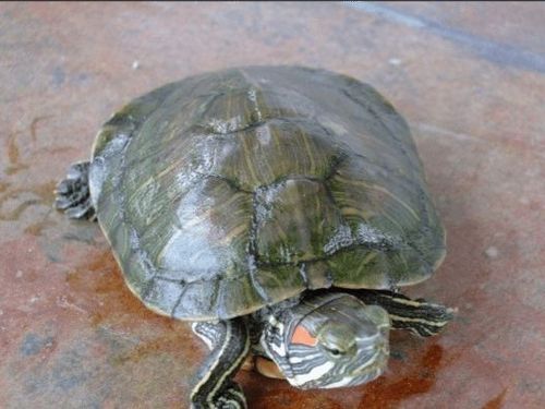 巴西龟原名红耳龟,巴西彩龟,秀丽锦龟,麻将龟,七彩龟等名字,因其头顶