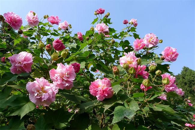 全国最大芙蓉花海已经绽放 成都金堂等您来打卡