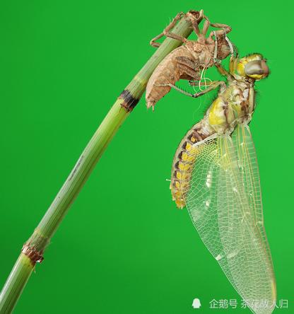 水里的蜻蜓幼虫叫什么你知道么|蜻蜓|水虿