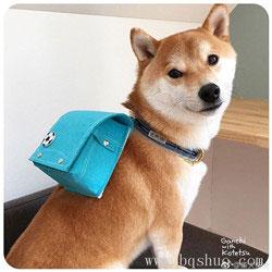 柴犬上学表情包下载表情图说小黄狗背书包表情