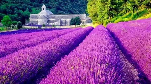 旅游 正文 其间布满各具特色的小镇和一片片的熏衣草花田, 这里拥有多