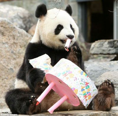 频道 > 正文            请点击>>   the first time funi the panda