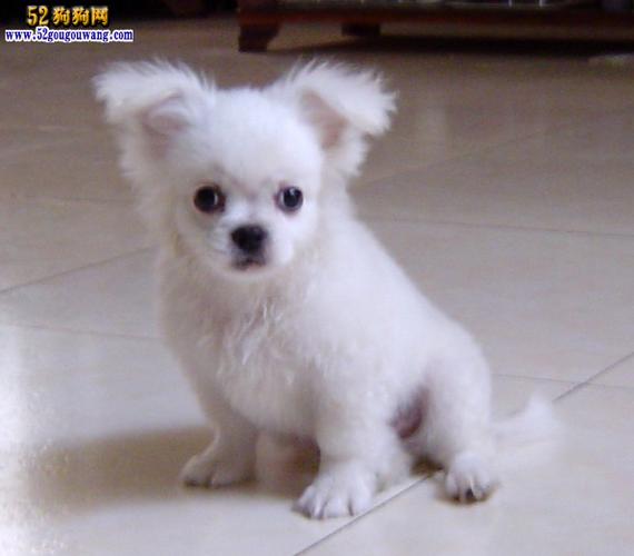 【白色蝴蝶犬】