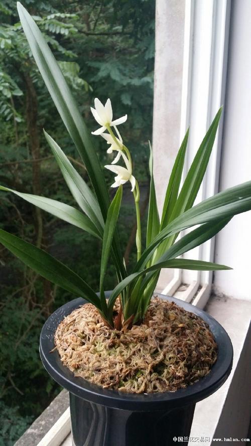 四季兰"金顶雪"花开迎端午-建兰篇-中国兰花交易网社区
