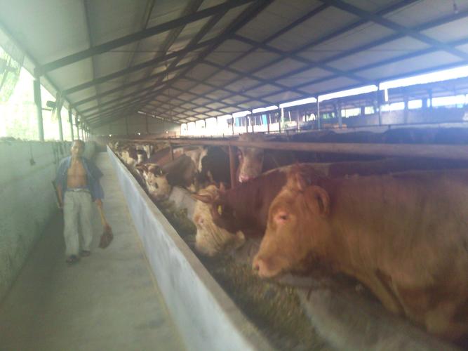 肉牛养殖有那些风险因素