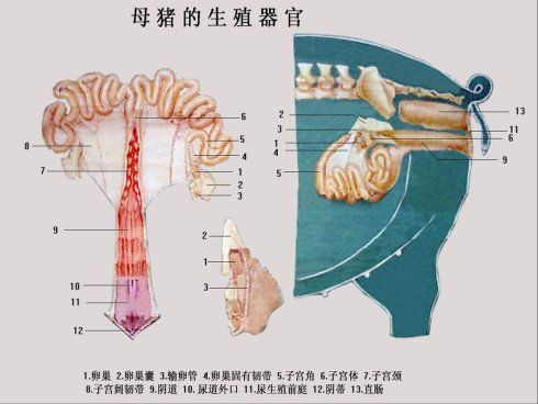 母猪的生殖结构及数据【彩图】