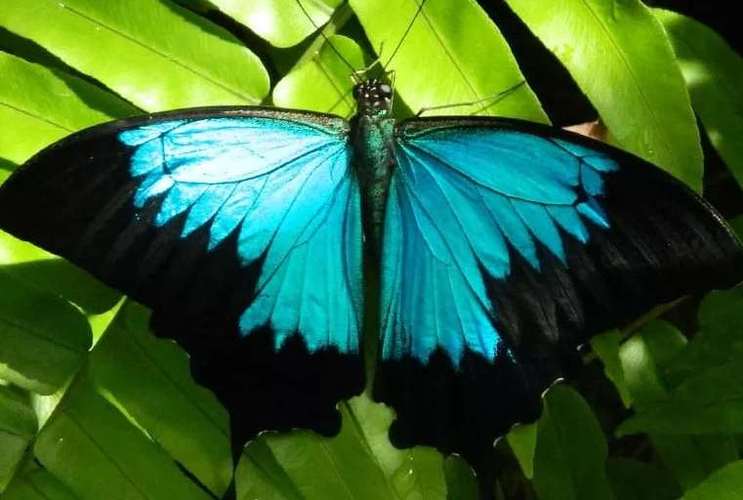 都有分布,在亚洲台湾也以蝴蝶品种繁多著名