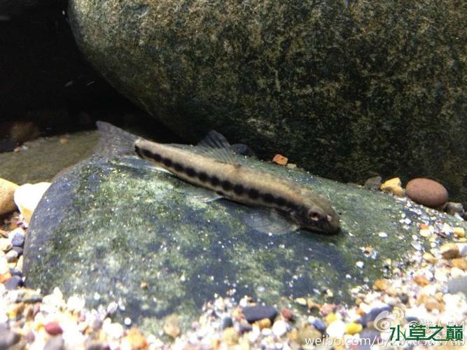 国产原生之美,一组吸鳅.老图