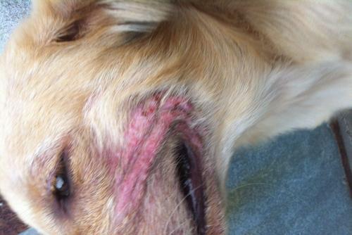 原创再也不花冤枉钱啦!狗狗常见皮肤病及简单有效治疗方法(二)