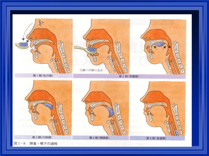 康复评定学教学课件吞咽障碍的评定与治疗ppt82页