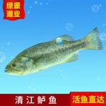鱼清江鱼