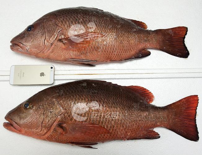 深海海钓鱼 预付定金99元