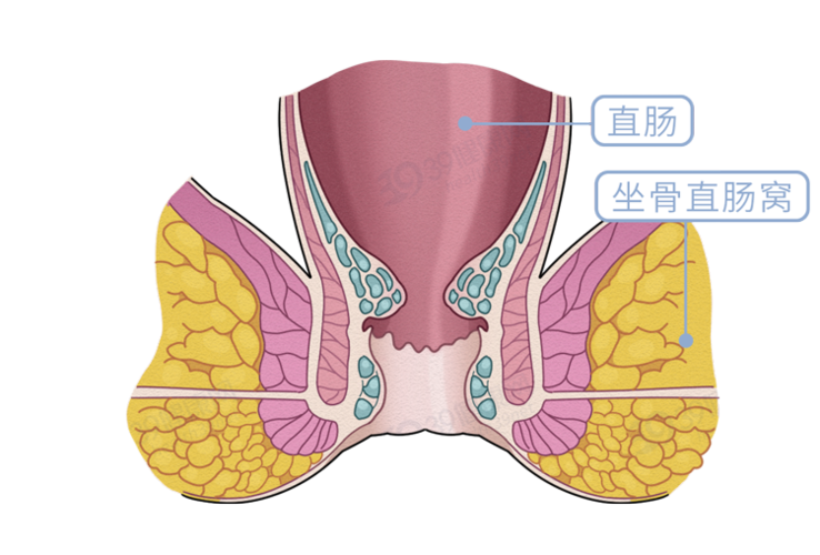 那就不是什么好事了 长期反复的直肠脱垂 会导致阴部神经受到损伤