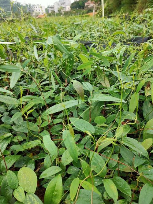 土茯苓苗 土茯苓种苗