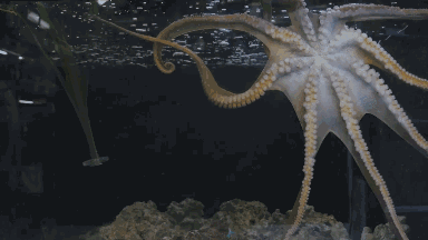 章鱼是外星物种其实人类没准也是