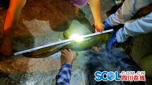 宜宾南溪区发现巨型野生娃娃鱼 体型长达86厘米