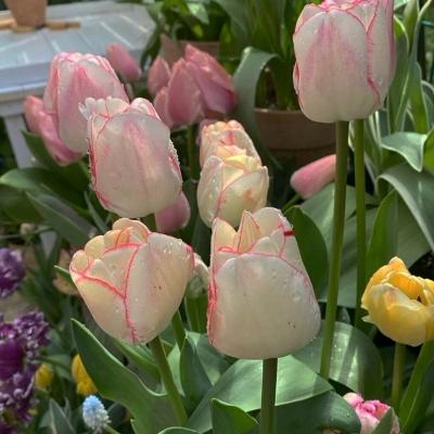 2021浪漫唯美的鲜花微信头像