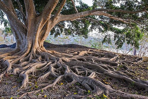 大树根部风景